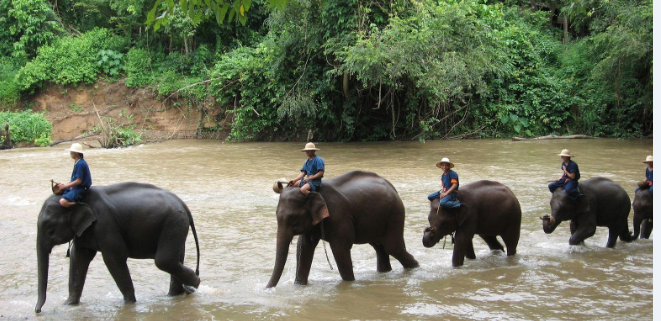 Thaila,nde- elephants